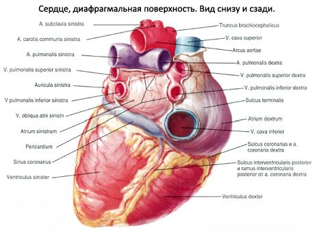 Inimă