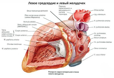 Inimă