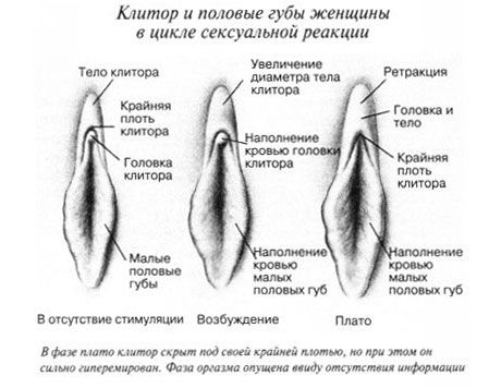 Clitoris Clitorisul în timpul actului sexual