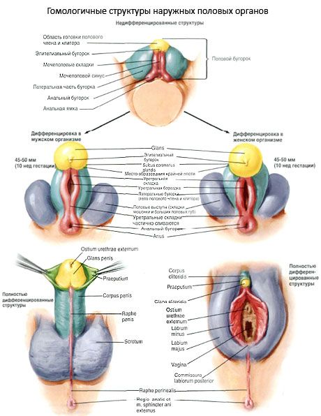 Clitoris Structuri omoloage ale organelor genitale externe